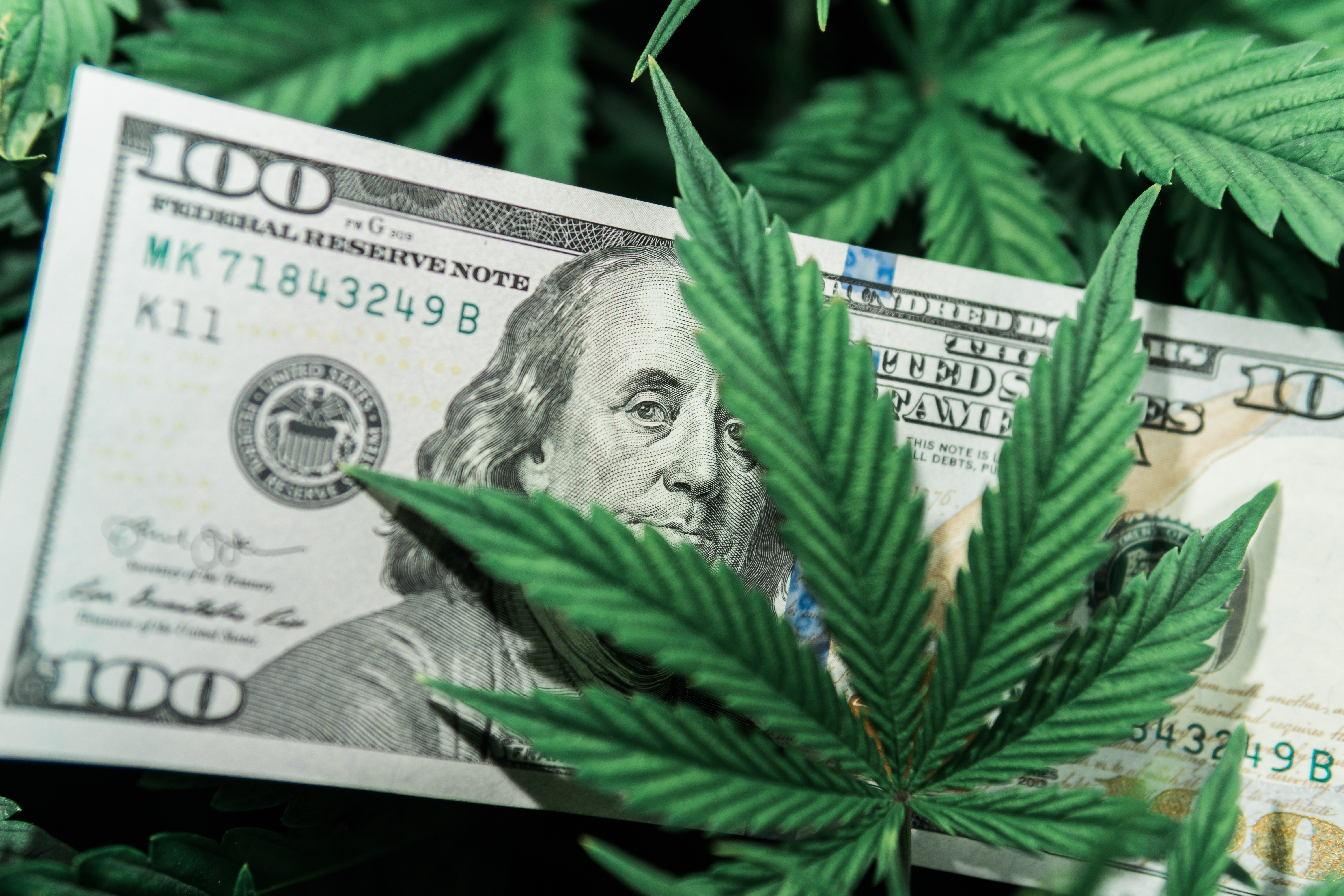 why cannabis payroll services